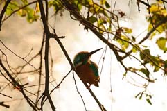 Eisvogel - Zum Vergroessern klicken!